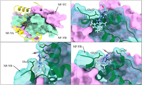 Schematic of in silico docking identifying NFYi5 and its effects on NF-Y dependent gene expression and cell proliferation