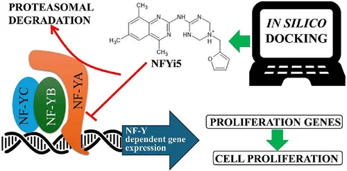 Molecular views of NFYi5 bound in the NF-Y protein pocket
