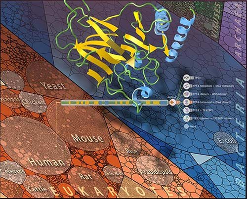 Protein structure illustration with eukaryote, bacterial, archaeal, and viral life domains