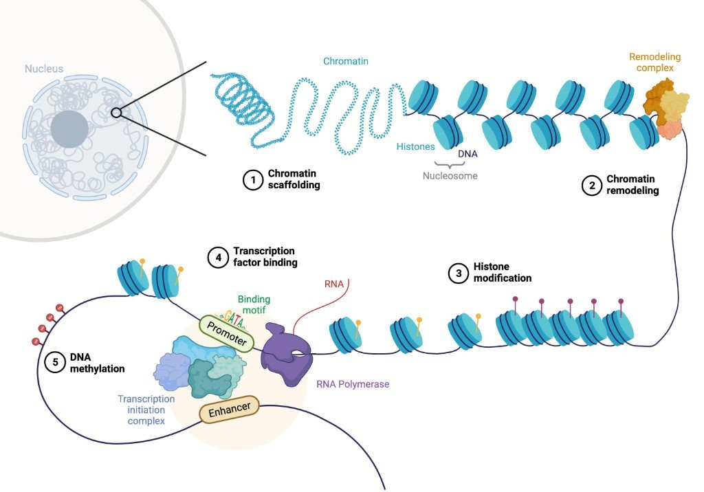Diagram of chromatin structure and steps of nucleosome remodeling