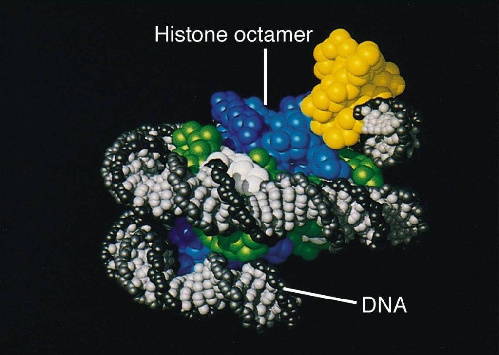 Molecular model of DNA wrapped around a histone octamer