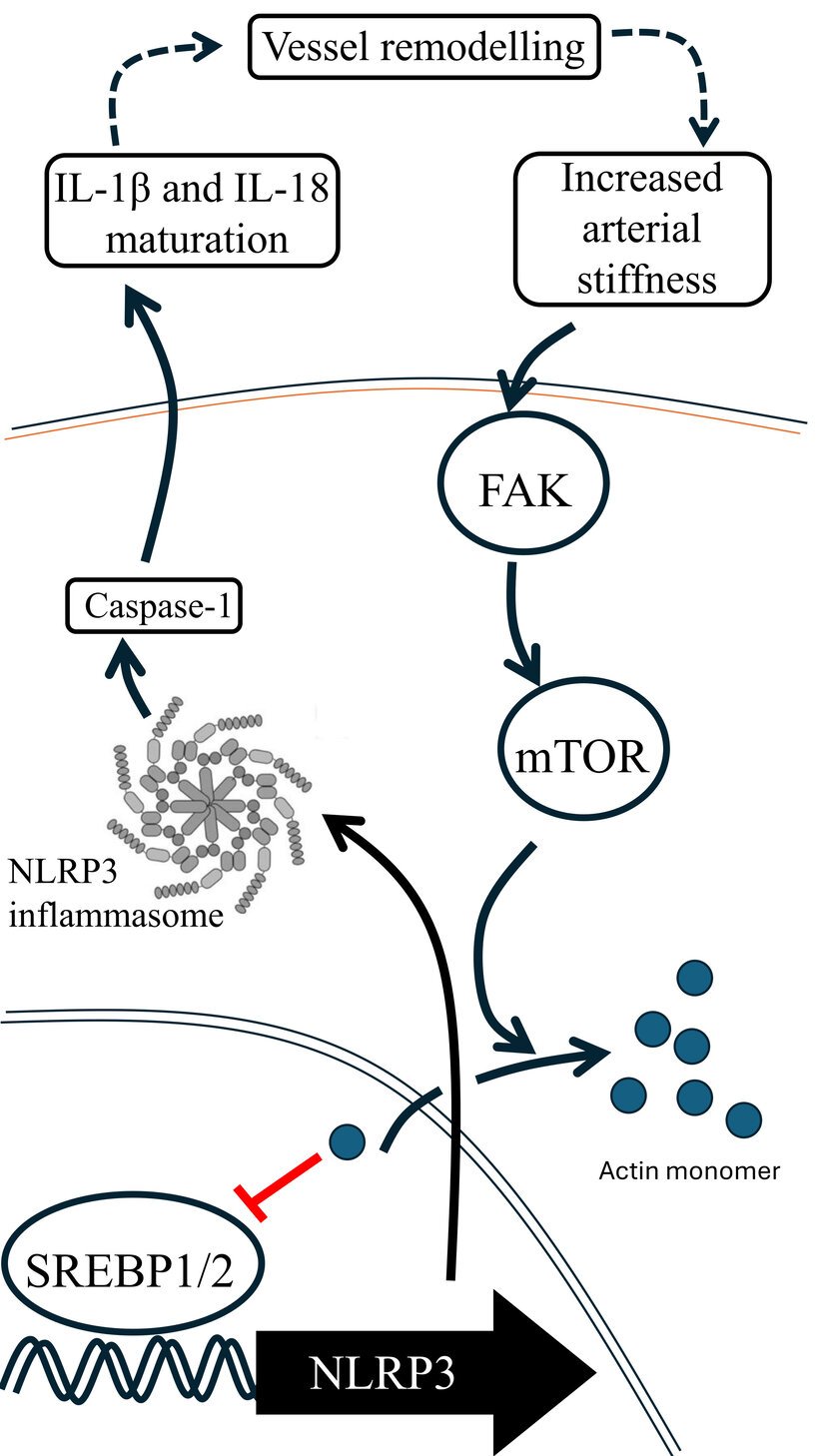 Graphical abstract showing increased arterial stiffness activating FAK and mTOR, nuclear actin changes, SREBP-driven NLRP3 expression, inflammasome assembly, and IL-1β and IL-18 maturation