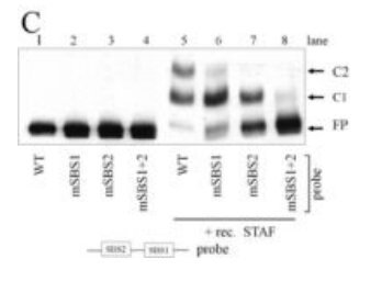 EMSA gel with wild-type and mutated probe competition for STAF binding