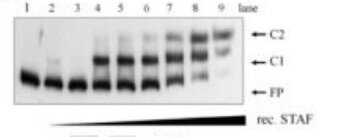 EMSA gel titrating purified recombinant STAF/ZNF143 protein concentrations
