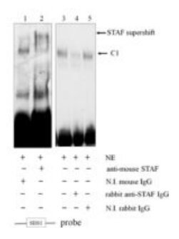 EMSA supershift gel confirming STAF/ZNF143 complex identity with antibody
