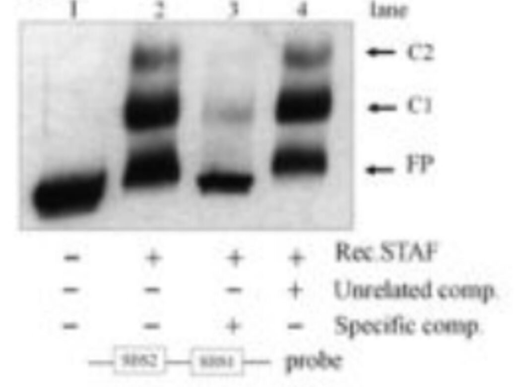 EMSA gel showing STAF/ZNF143 binding with unlabelled probe competition controls