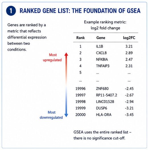 Ranked gene list foundation of GSEA: upregulated to downregulated genes with example log2 fold change table