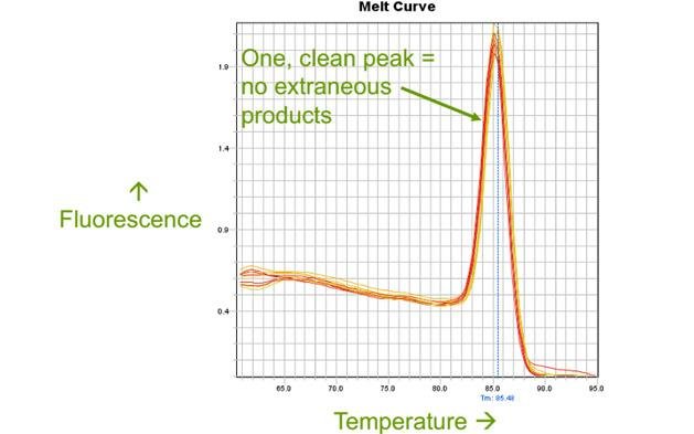 Derivative melt curve with one sharp peak labeled as a clean result with no extra products