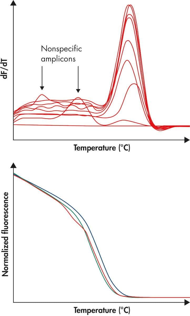 Derivative melt curve with nonspecific low-temperature peaks and normalized fluorescence curves below