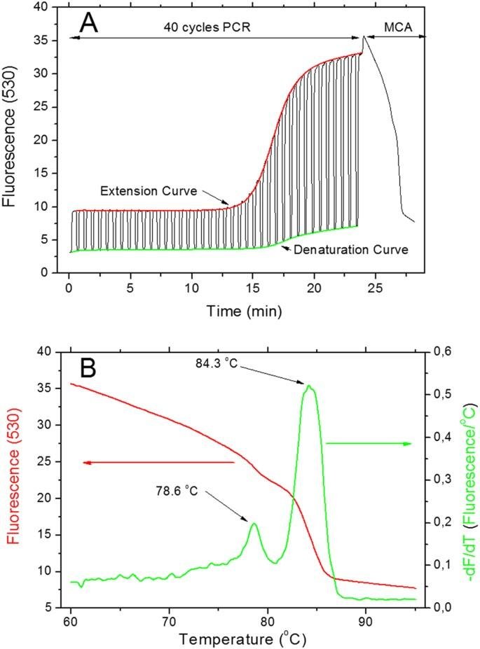 qPCR fluorescence over cycles followed by melt curve with two derivative peaks
