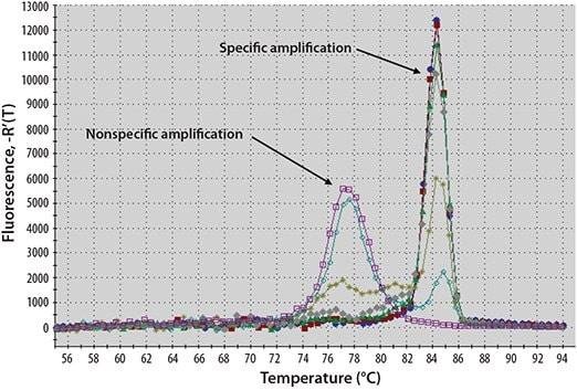 Melt curve showing specific amplification peak near 84 degrees and nonspecific peak near 77 degrees