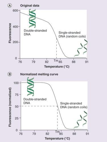 Original fluorescence melt curve and normalized curve with Tm at the 50% midpoint