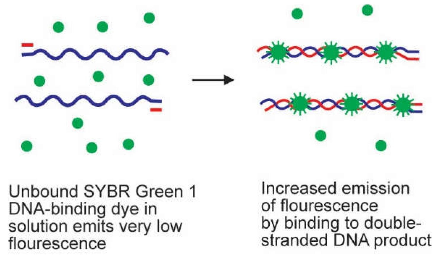 SYBR Green dye fluorescence low when unbound and high when bound to double-stranded DNA