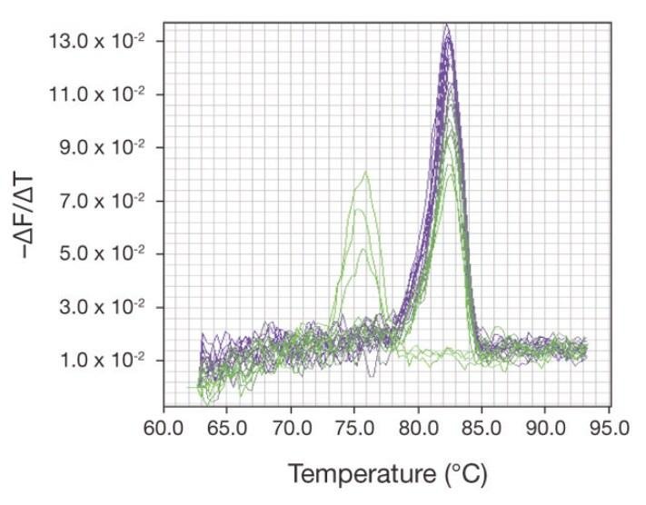 Melt curve with a main peak near 82 degrees and a smaller secondary peak near 75 degrees