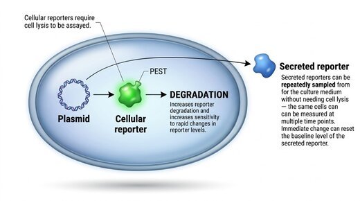 Diagram comparing cellular and secreted reporters: cellular reporters require cell lysis and can carry PEST degradation tags; secreted reporters are sampled repeatedly from the culture medium
