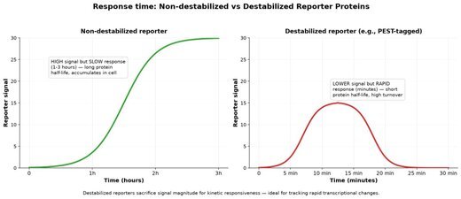 Graph comparing non-destabilised and PEST-tagged destabilised reporter signal over time: stable reporters accumulate slowly over hours; destabilised reporters respond within minutes but at lower peak signal