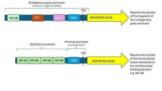 Diagram comparing an endogenous gene promoter with multiple transcription factor binding sites to a synthetic promoter with multimerised NF-kB sites upstream of a minimal TATA promoter, both driving a reporter gene