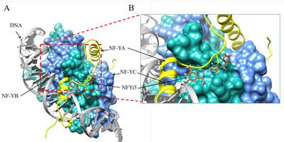 Molecular structure of NF-Y bound to DNA with the NFYi5 small-molecule inhibitor in the binding pocket