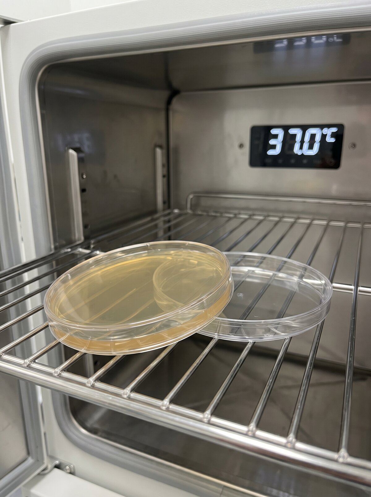 LB agar plate inverted in a 37 degree incubator with lid angled to dry condensation