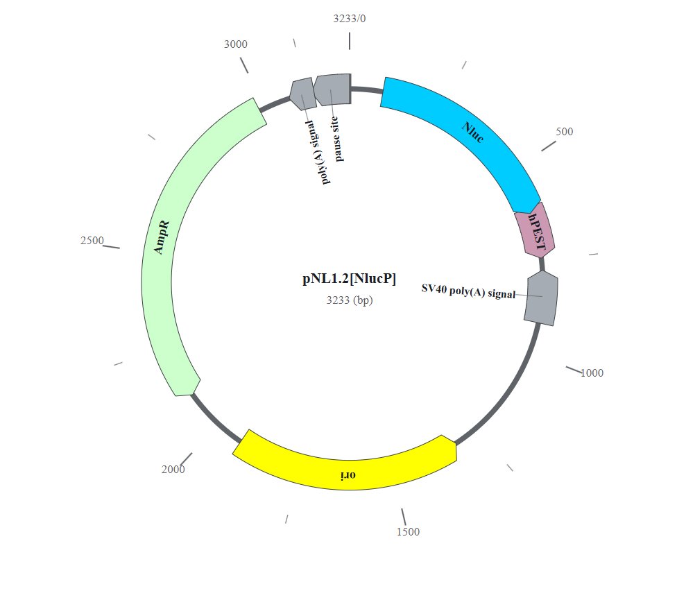 CloneIt circular plasmid showing NanoLuc hPEST SV40 poly-A ori AmpR annotations.
