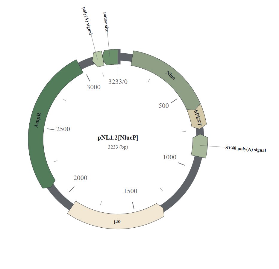 Circular map variant showing coloured pause site Nluc hPEST SV40 poly-A ori and AmpR segments.