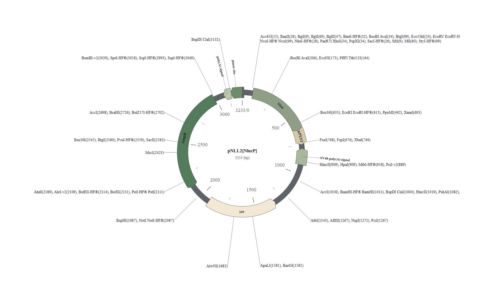 Circular plasmid map with labelled restriction enzymes around pNL1.2 NlucP backbone.